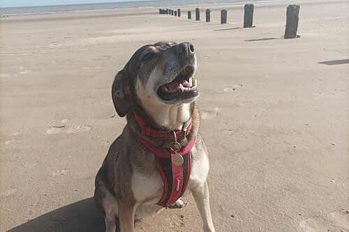 Dog on a beach